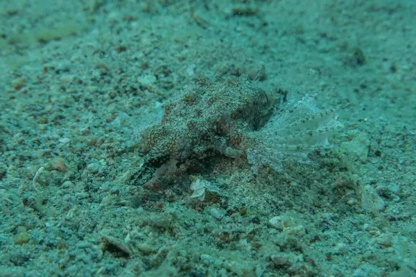 Kızıl Denizde yüzen balıklar, renkli balıklar, Eilat, İsrail