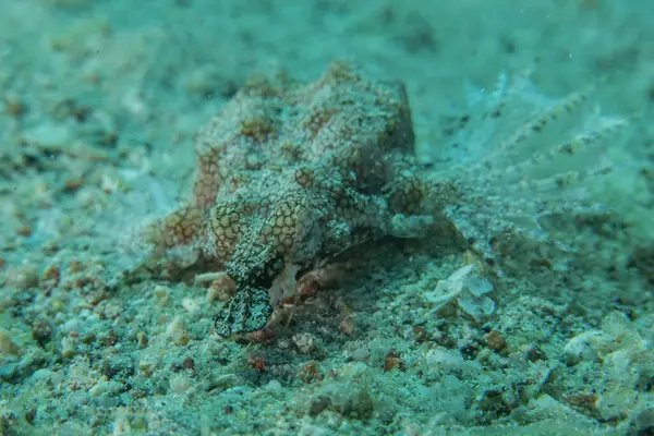 Kızıl Denizde yüzen balıklar, renkli balıklar, Eilat, İsrail