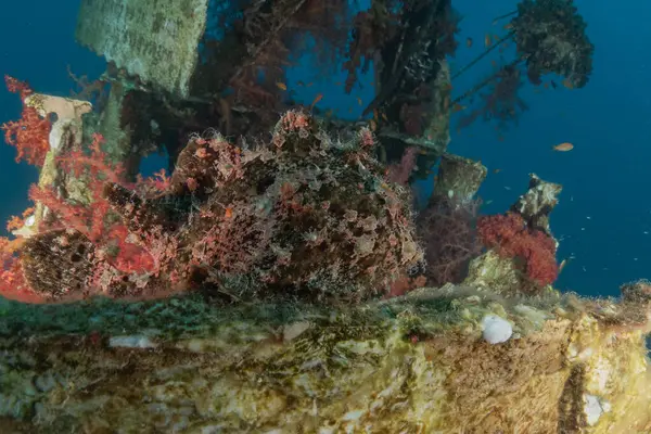 Kızıl Deniz 'deki kurbağa balığı, Renkli ve güzel, Eilat, İsrail