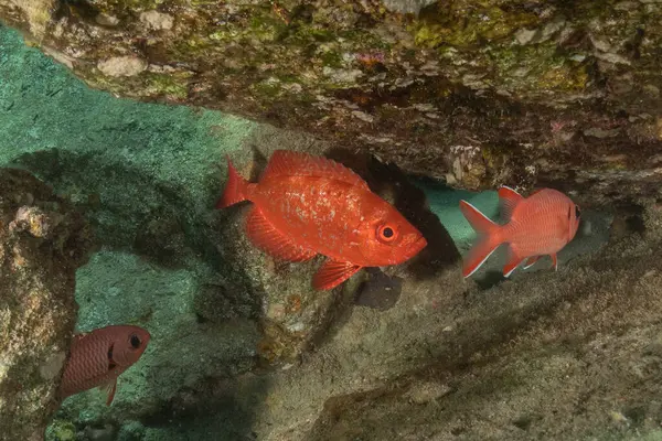 Kızıl Denizde yüzen balıklar, renkli balıklar, Eilat, İsrail