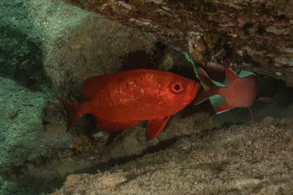 Kızıl Denizde yüzen balıklar, renkli balıklar, Eilat, İsrail