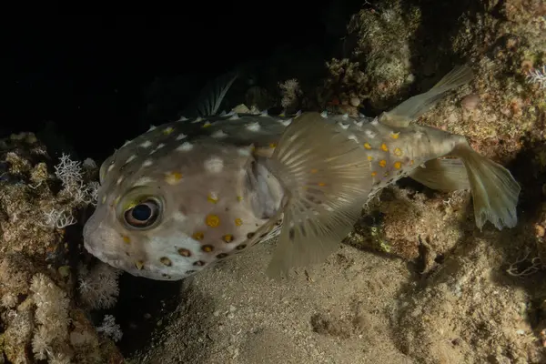 Kızıl Denizde yüzen balıklar, renkli balıklar, Eilat, İsrail