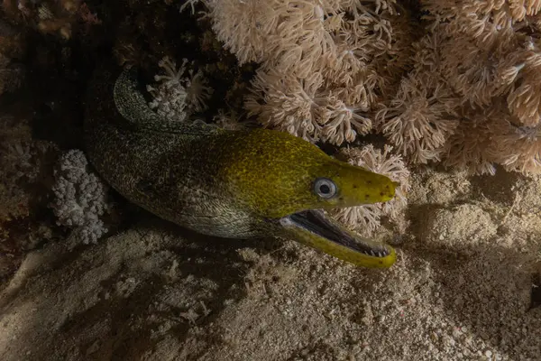 Moray eel Mooray lycodontis Kızıldeniz 'de dalgalanma, Eilat, İsrail