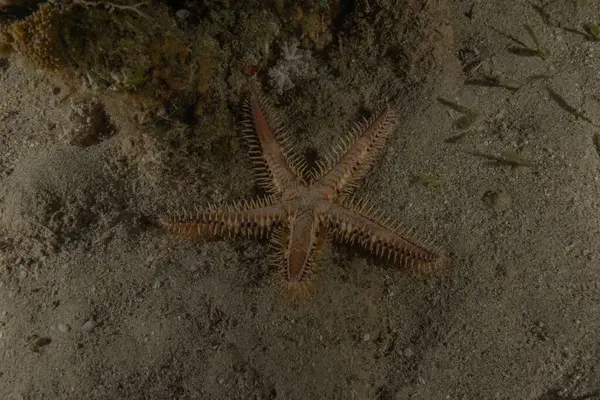 Kızıl Deniz 'deki deniz yıldızı, Eilat, İsrail