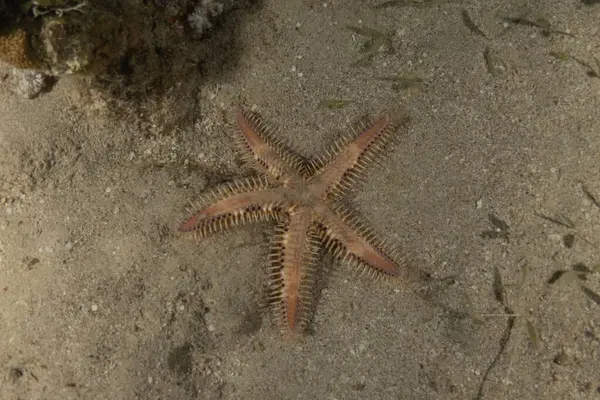 Kızıl Deniz 'deki deniz yıldızı, Eilat, İsrail