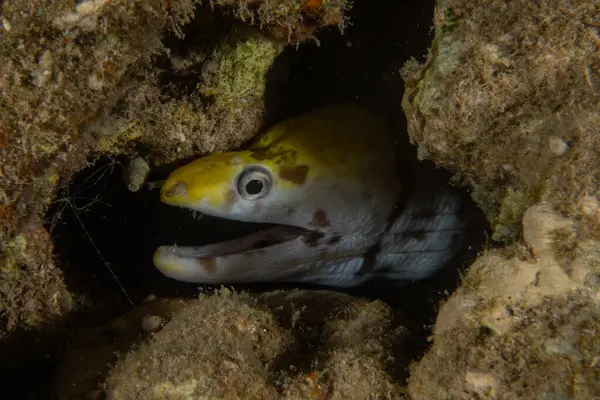 Moray eel Mooray lycodontis Kızıldeniz 'de dalgalanma, Eilat, İsrail