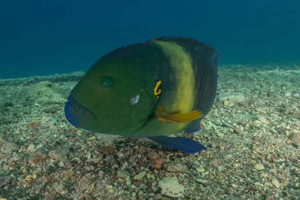 Kızıl Denizde yüzen balıklar, renkli balıklar, Eilat, İsrail