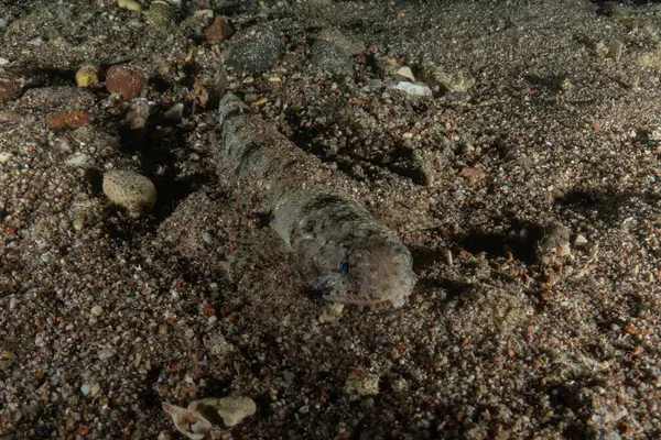 Kızıl Denizde yüzen balıklar, renkli balıklar, Eilat, İsrail