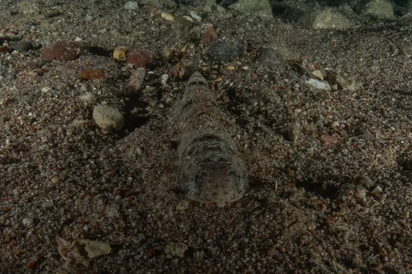 Kızıl Denizde yüzen balıklar, renkli balıklar, Eilat, İsrail