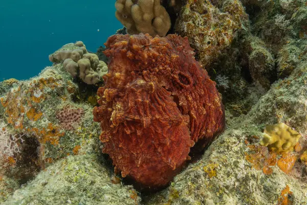 Kızıl Deniz 'de kamuflajın ahtapot kralı Eilat, İsrail 