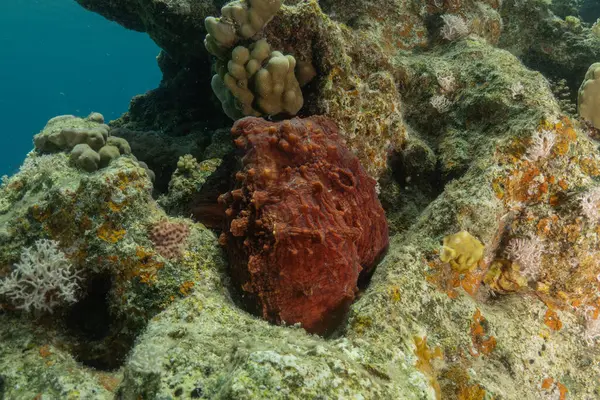 Kızıl Deniz 'de kamuflajın ahtapot kralı Eilat, İsrail 