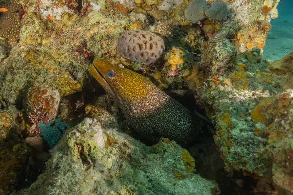 Moray eel Mooray lycodontis Kızıldenizde dalgalanma, Eilat Israel