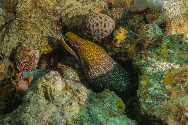 Moray eel Mooray lycodontis Kızıldenizde dalgalanma, Eilat Israel