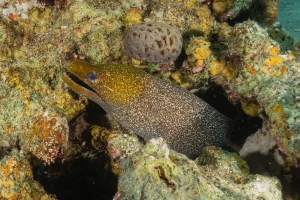 Moray eel Mooray lycodontis Kızıldenizde dalgalanma, Eilat Israel