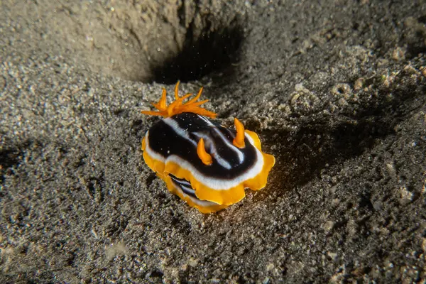Kızıl Denizde Çıplak Deniz Sümüklüböceği, Renkli ve güzel, Eilat, İsrail