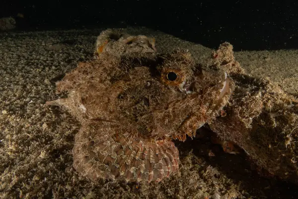 Kızıl Denizde yüzen balıklar, renkli balıklar, Eilat, İsrail