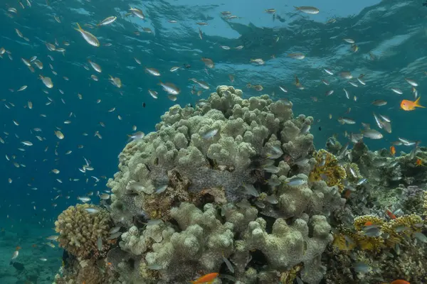 Kızıldeniz 'deki mercan resifi ve su bitkileri, Eilat, İsrail