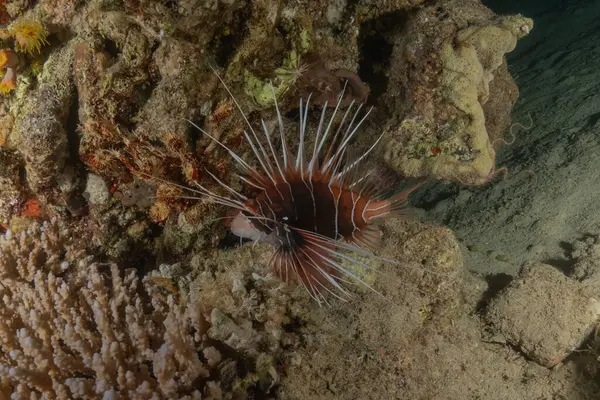 Aslan Balığı (Pterois mil) Kızıl Deniz 'de, renkli balık, Eilat, İsrail