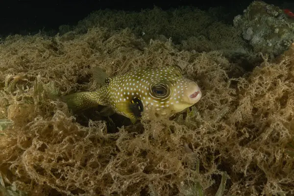 Kızıl Denizde yüzen balıklar, renkli balıklar, Eilat, İsrail