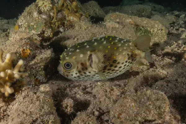 Kızıl Denizde yüzen balıklar, renkli balıklar, Eilat, İsrail