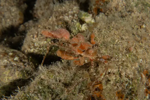 Kızıl Denizde Yengeç, Renkli ve güzel, Eilat, İsrail