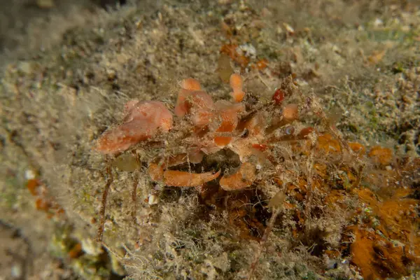 Kızıl Denizde Yengeç, Renkli ve güzel, Eilat, İsrail