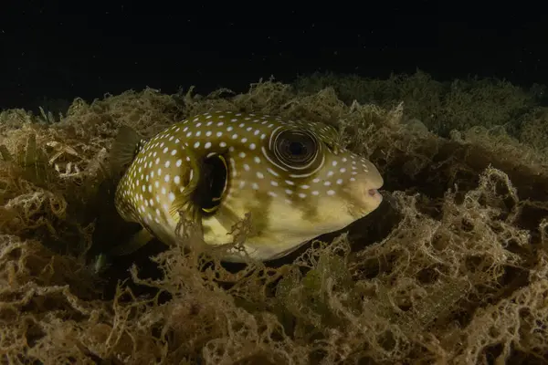 Kızıl Denizde yüzen balıklar, renkli balıklar, Eilat, İsrail