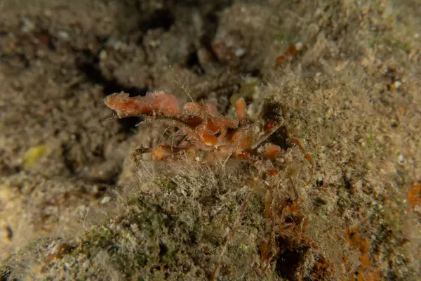 Kızıl Denizde Yengeç, Renkli ve güzel, Eilat, İsrail