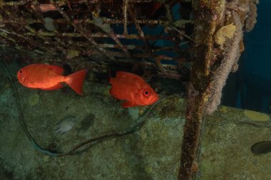 Kızıl Denizde yüzen balıklar, renkli balıklar, Eilat, İsrail