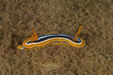 Kızıl Denizde Çıplak Deniz Sümüklüböceği, Renkli ve güzel, Eilat, İsrail