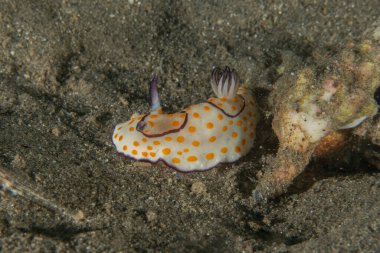 Kızıl Denizde Çıplak Deniz Sümüklüböceği, Renkli ve güzel, Eilat, İsrail