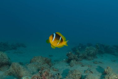Kızıl Deniz 'de palyaço balığı balığı, renkli ve güzel, Eilat, İsrail