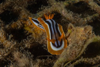 Kızıl Denizde Çıplak Deniz Sümüklüböceği, Renkli ve güzel, Eilat, İsrail