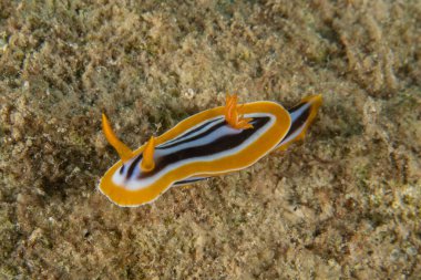 Kızıl Denizde Çıplak Deniz Sümüklüböceği, Renkli ve güzel, Eilat, İsrail