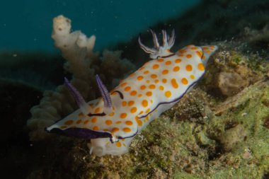 Kızıl Denizde Çıplak Deniz Sümüklüböceği, Renkli ve güzel, Eilat, İsrail