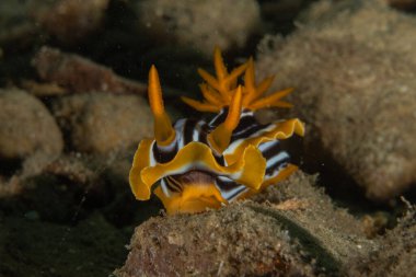 Kızıl Denizde Çıplak Deniz Sümüklüböceği, Renkli ve güzel, Eilat, İsrail