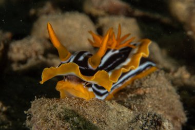 Kızıl Denizde Çıplak Deniz Sümüklüböceği, Renkli ve güzel, Eilat, İsrail