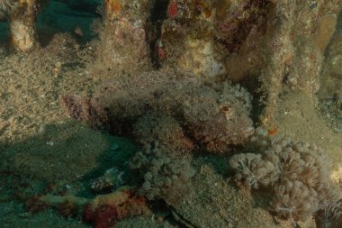 Kızıl Denizde yüzen balıklar, renkli balıklar, Eilat, İsrail