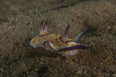 Kızıl Denizde Çıplak Deniz Sümüklüböceği, Renkli ve güzel, Eilat, İsrail