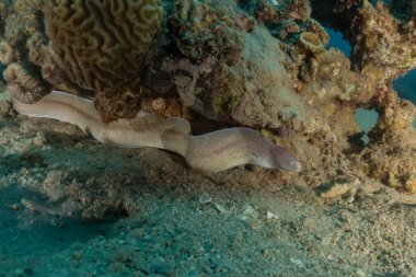 Moray eel Mooray lycodontis undulatus, Kızıl Deniz 'de, Eilat, İsrail