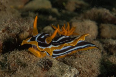 Kızıl Denizde Çıplak Deniz Sümüklüböceği, Renkli ve güzel, Eilat, İsrail