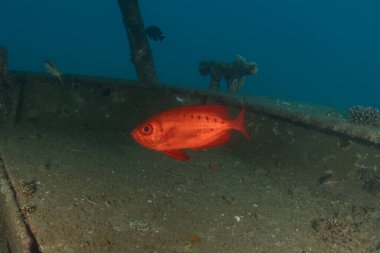 Kızıl Denizde yüzen balıklar, renkli balıklar, Eilat, İsrail
