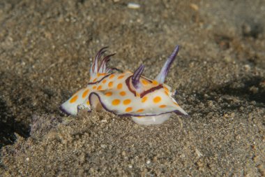 Kızıl Denizde Çıplak Deniz Sümüklüböceği, Renkli ve güzel, Eilat, İsrail