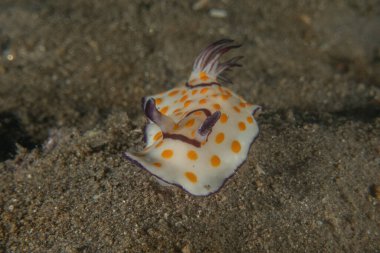 Kızıl Denizde Çıplak Deniz Sümüklüböceği, Renkli ve güzel, Eilat, İsrail