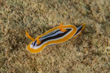 Kızıl Denizde Çıplak Deniz Sümüklüböceği, Renkli ve güzel, Eilat, İsrail