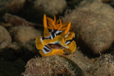 Kızıl Denizde Çıplak Deniz Sümüklüböceği, Renkli ve güzel, Eilat, İsrail