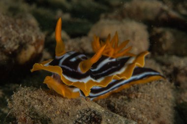 Kızıl Denizde Çıplak Deniz Sümüklüböceği, Renkli ve güzel, Eilat, İsrail