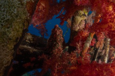 Kızıldeniz 'deki mercan resifi ve su bitkileri, Eilat Israel