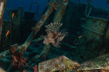 Aslan Balığı (Pterois mil) Kızıl Deniz 'de, renkli balık, Eilat, İsrail