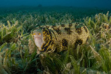 Moray eel Mooray lycodontis undulatus, Kızıl Deniz 'de, Eilat, İsrail